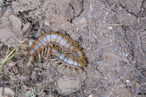 scolopendra, banded centipede or Mediterranean banded centipede
