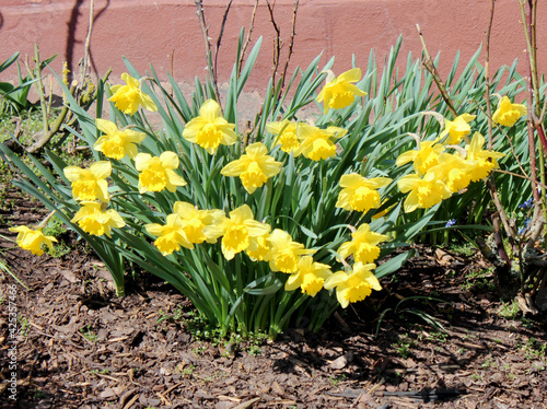 Narcissus pseudonarcissus, commonly known as wild daffodil or Lent lily