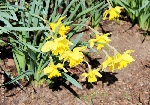 Narcissus pseudonarcissus, commonly known as wild daffodil or Lent lily, is a perennial flowering plant