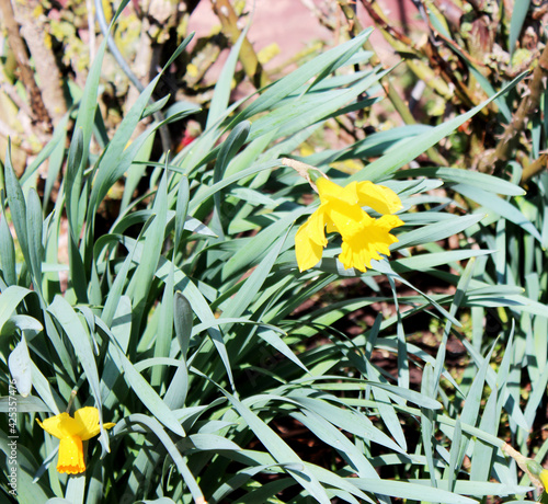 Narcissus pseudonarcissus, commonly known as wild daffodil or Lent lily, is a perennial flowering plant