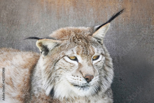 Tired lying lynx looks around, bored. Wild cat is resting. © Elly Miller
