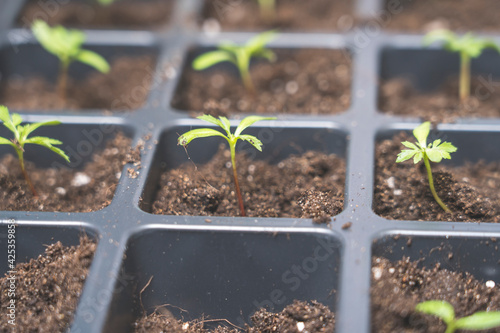 marigold seedlings cultivation and dipping, the process of marigold dipping
