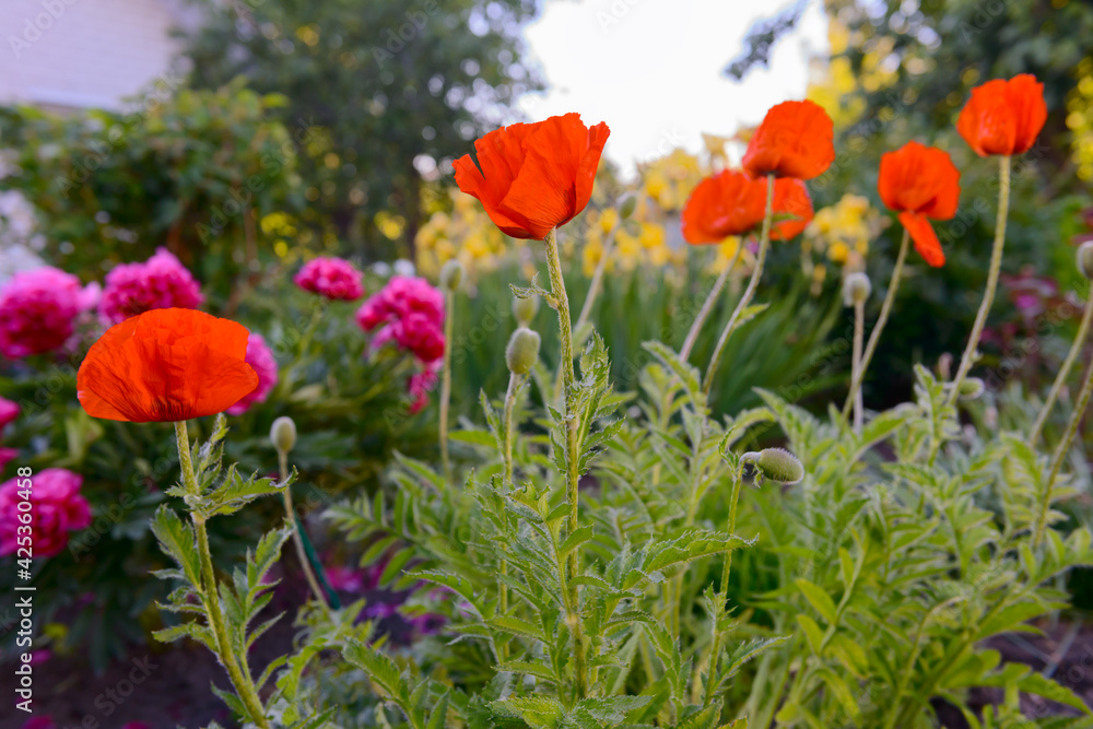 Bright red poppy flowers in the garden in the evening