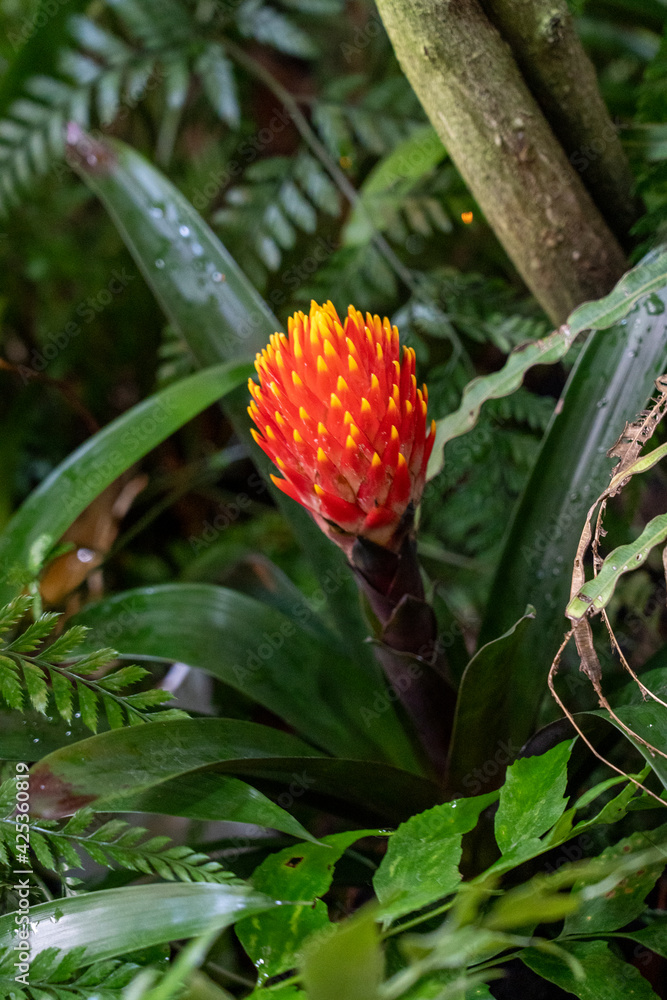 bromelia flower, red Guzmania lingual, bromelia flower, red Guzmania lingual,