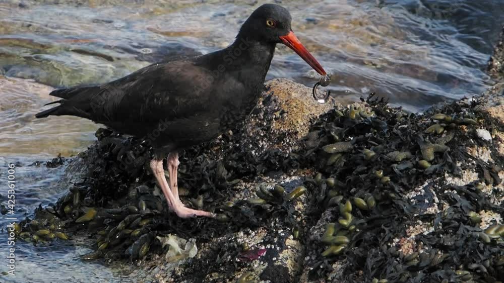 Oyster-catcher wading at the rocky shore, looking for food among shells during low tide Oyster-catcher wading at the rocky shore, looking for food among shells during low tide