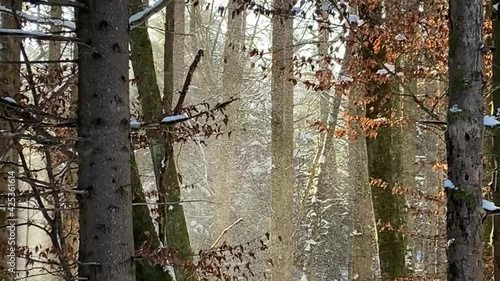 winter forest and snow storm