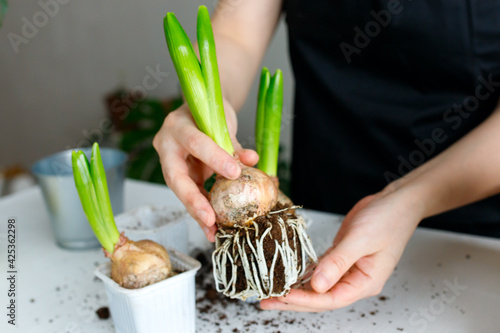 person holding bulb of hyacinth