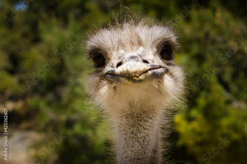 Adorable and friendly ostrich. lovely and funny animal looking at the camera