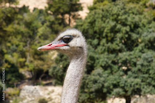 An ostrich in profile outdoors
