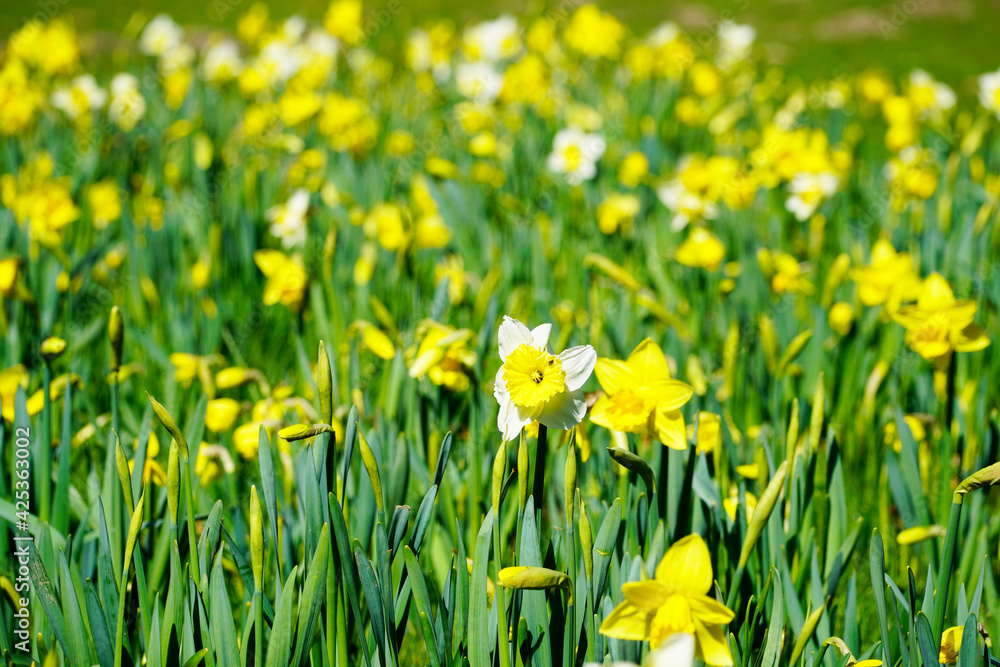 Fototapeta premium A field of yellow daffodils. Blooming spring flowers in the garden.