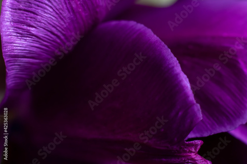 Fototapeta Naklejka Na Ścianę i Meble -  Dark floral backdrop. Violet tulip flower petals extremely close up photo.