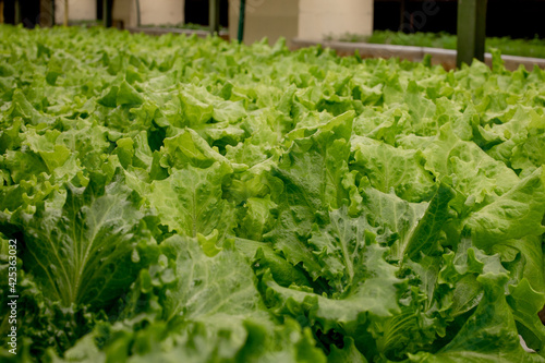 Fresh lettuce leaves, close up.,Butterhead Lettuce salad plant, hydroponic vegetable leaves. Organic food ,agriculture and hydroponic conccept.