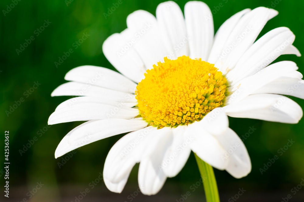 Fototapeta premium Close up single flower of white chamomile with yellow core with bokeh effect green blurred background. Lots of fragile petals of sunlit daisy