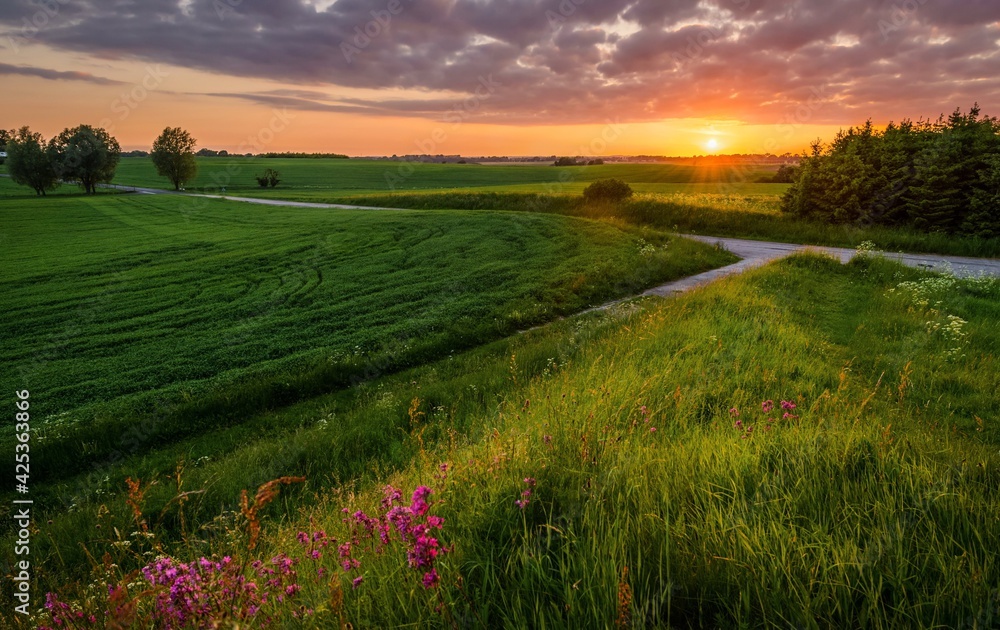 трава поле природа красота небо лето солнце россия