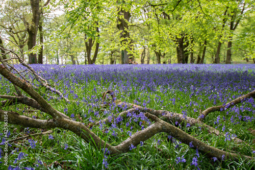 spring in the forest