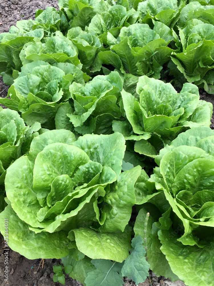 lettuce lettuce