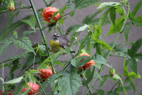 Bird opening wing