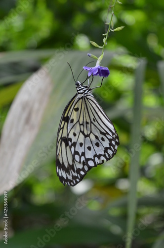 butterfly on a flower