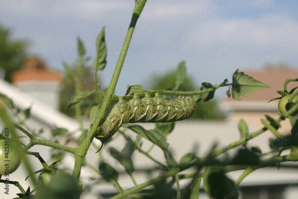 Tomato Hornworm Spyinx Moth Larva Hawk Moth on a Tomato Plants Blending in and Camouflaged Like a Curled Leaf Tomato Hornworm Spyinx Moth Larva Hawk Moth on a Tomato Plants Blending in and Camouflaged Like a Curled Leaf