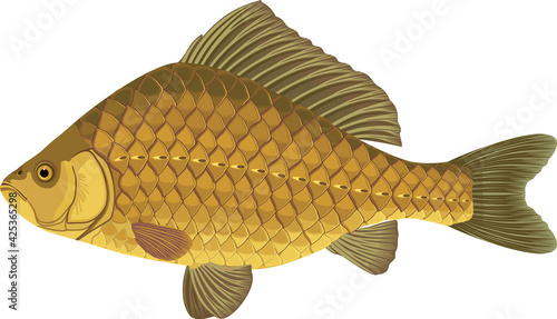Crucian carp fish isolated on white background