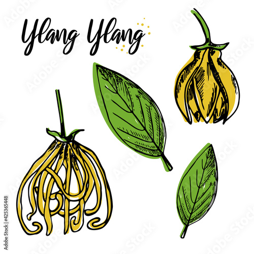 Ylang Ylang Flower. Isolated on white background. Abstract minimal vector illustration. Colorful trendy sketch. Can be used for greeting cards, flyers, invitations, web design, etc