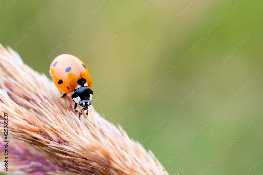 Obraz premium Ladybug is climbing on bush grass stem on blurred green background. Red dotted insect