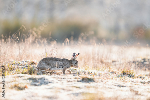 Fototapeta Naklejka Na Ścianę i Meble -  European rabbit in wild natural habitat