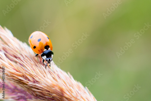 Ladybug is climbing on bush grass stem on blurred green background. Red dotted insect