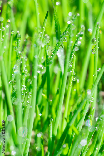 Vertical natural background with long and thin green grass and clean water drops aon leaves. Macro photo
