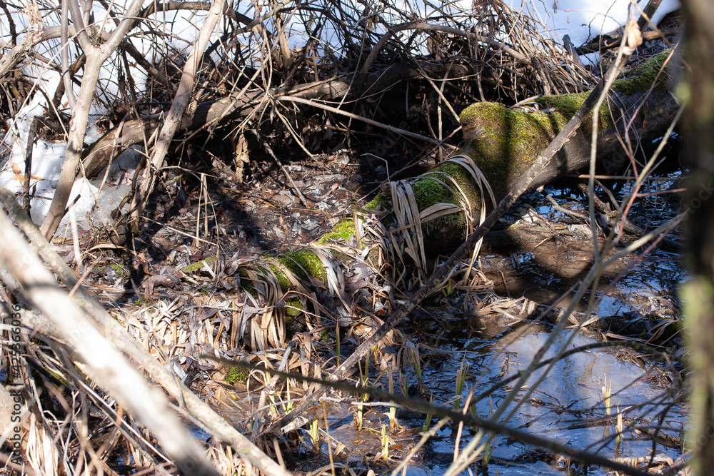 Tree trunk overgrown with green moss in the water on the river bank Tree trunk overgrown with green moss in the water on the river bank