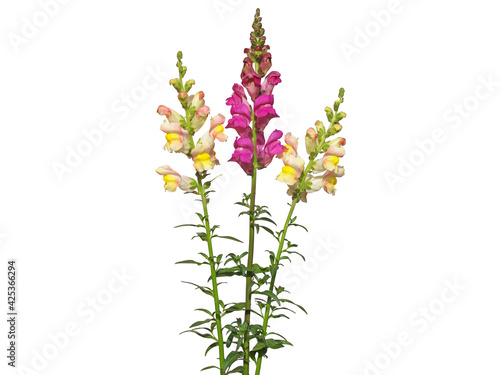 Yellow and red snapdragon flower bouquet isolated on white photo