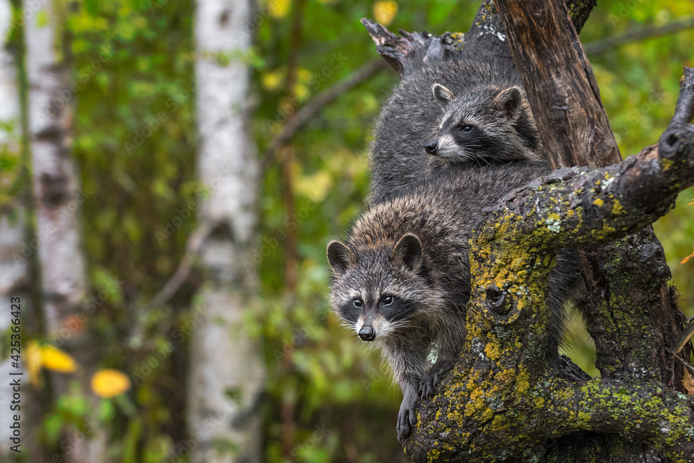 Raccoons (Procyon lotor) on Tree With Left Copy Space Autumn Raccoons (Procyon lotor) on Tree With Left Copy Space Autumn