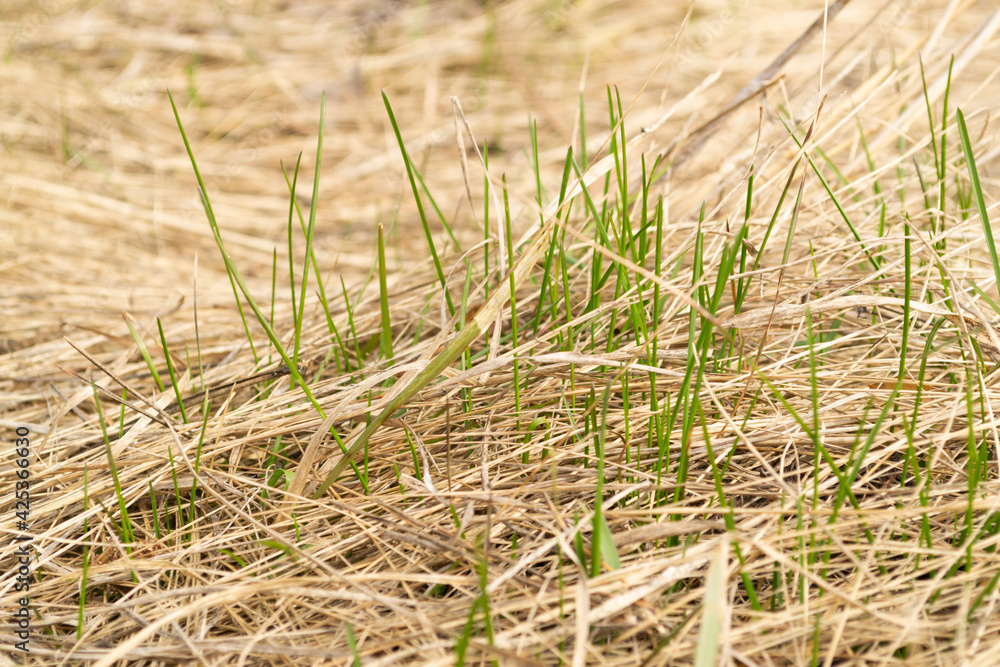 Fresh green grass sprouts through last year 's dry grass Fresh green grass sprouts through last year 's dry grass
