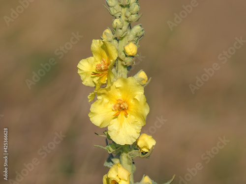 Yellow flower of denseflower mullein, Verbascum densiflorum photo