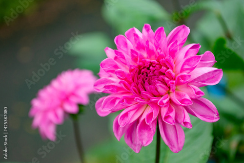 Selective focus. Two flowering chrysanthemum close-up. Bright pink blossoming flowers in autumn garden.