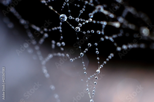 Natural background with spiderweb. Plenty small water drops on thin web threads shining on light
