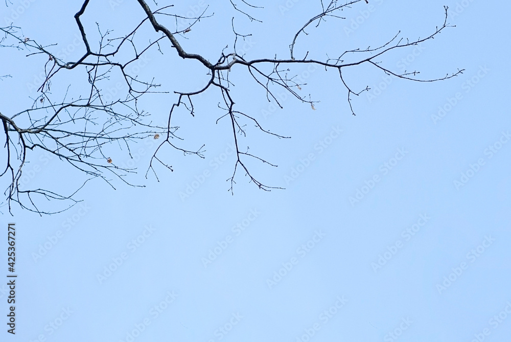 Obraz premium Branch tree and leafless on blue sky background, Bare tree branch silhouette against sky, abstract wallpaper for graphic creative design