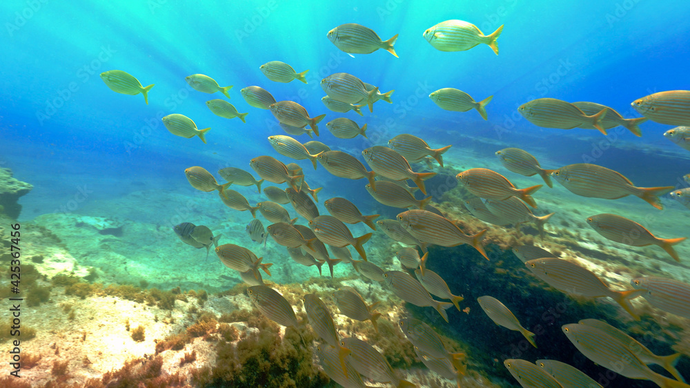 Beautiful schools of fish in sunlight under the ocean Beautiful schools of fish in sunlight under the ocean