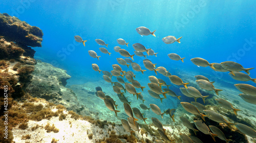 Beautiful schools of fish in sunlight under the ocean