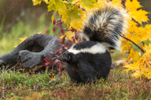 Striped Skunk (Mephitis mephitis) Lifts Nose to Left in Front of Log Autumn