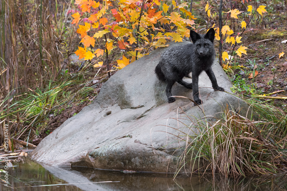 Fototapeta premium Silver Fox (Vulpes vulpes) Stands Turned on Rock By Water Autumn