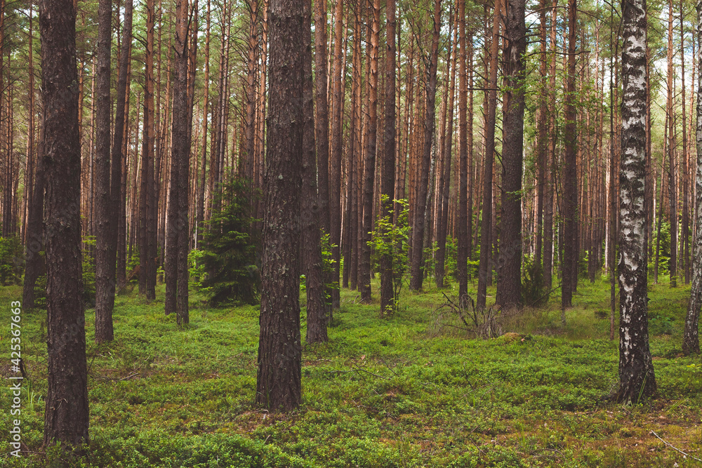 Fototapeta premium Pine forest Nature landscape