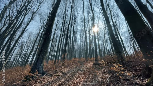 Early spring forest.	