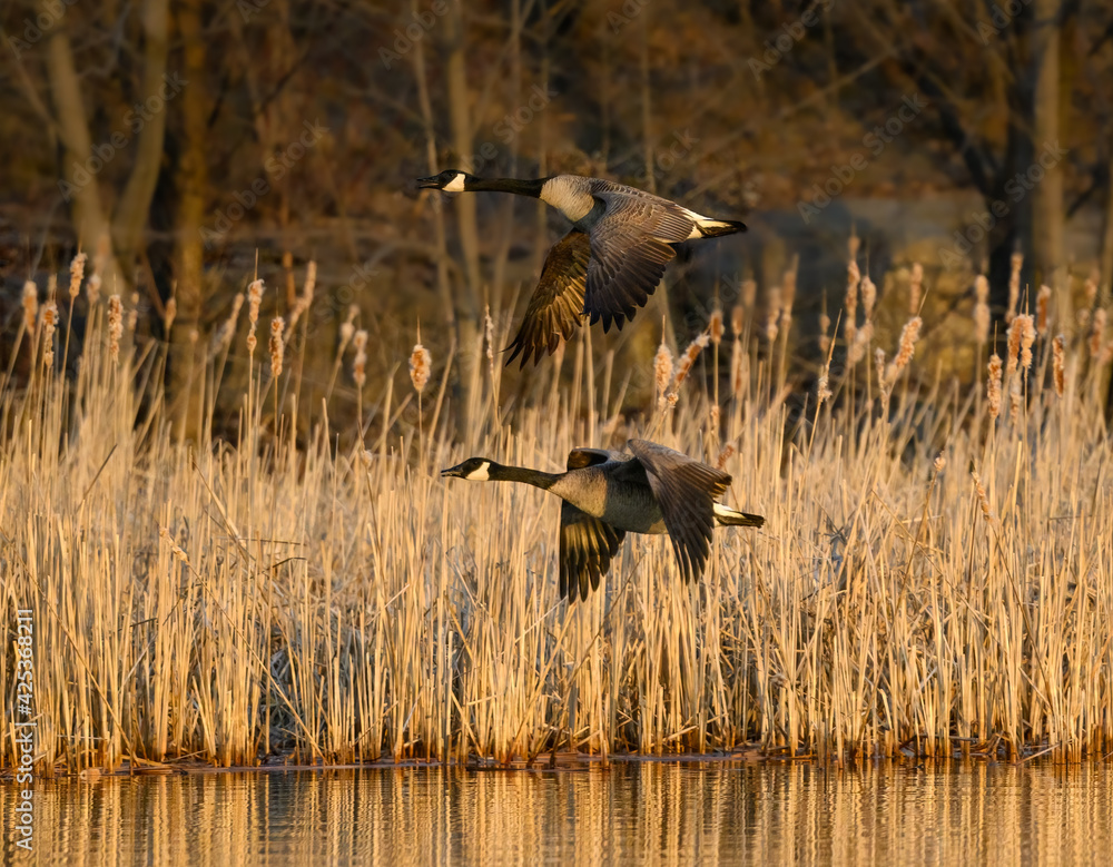 Fototapeta premium Two Canada Geese in Flight in Early Morning in Spring