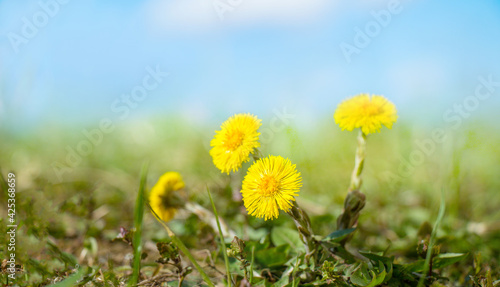 Nature spring landscape with yellow coltsfoot flowers