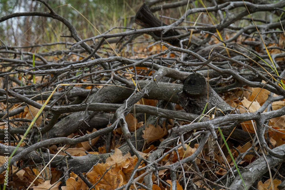 Forest in late autumn. Bare tree branches without leaves. Forest in late autumn. Bare tree branches without leaves.