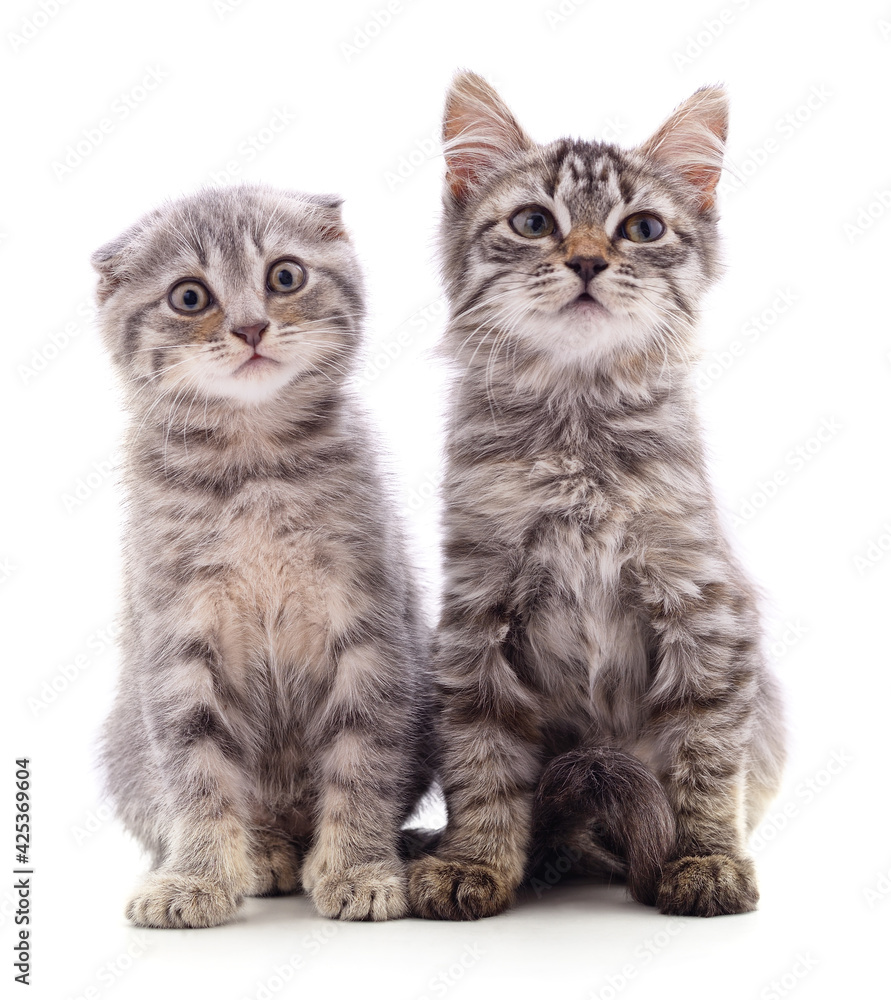 Two gray cat.