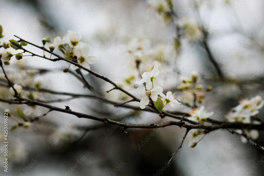 Shallow depth of field (selective focus) image with an apple tree flowers in bloom during a spring evening.