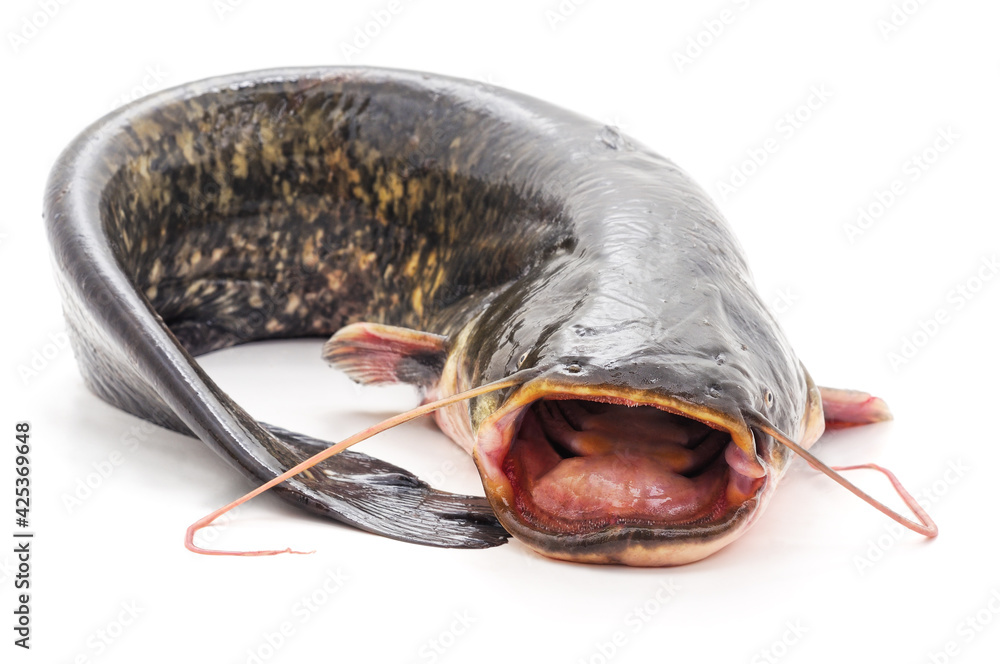 One catfish that opened its mouth. Stock Photo Adobe Stock