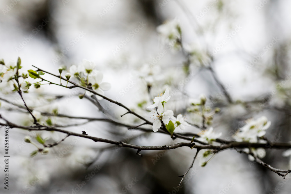 Shallow depth of field (selective focus) image with an apple tree flowers in bloom during a spring evening. Shallow depth of field (selective focus) image with an apple tree flowers in bloom during a spring evening.